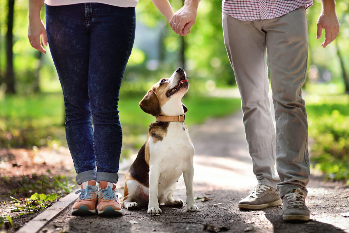 Are Beagles Good Family Dogs? | Canna-PetÂ®