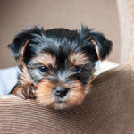 are yorkies hypoallergenic_canna-pet