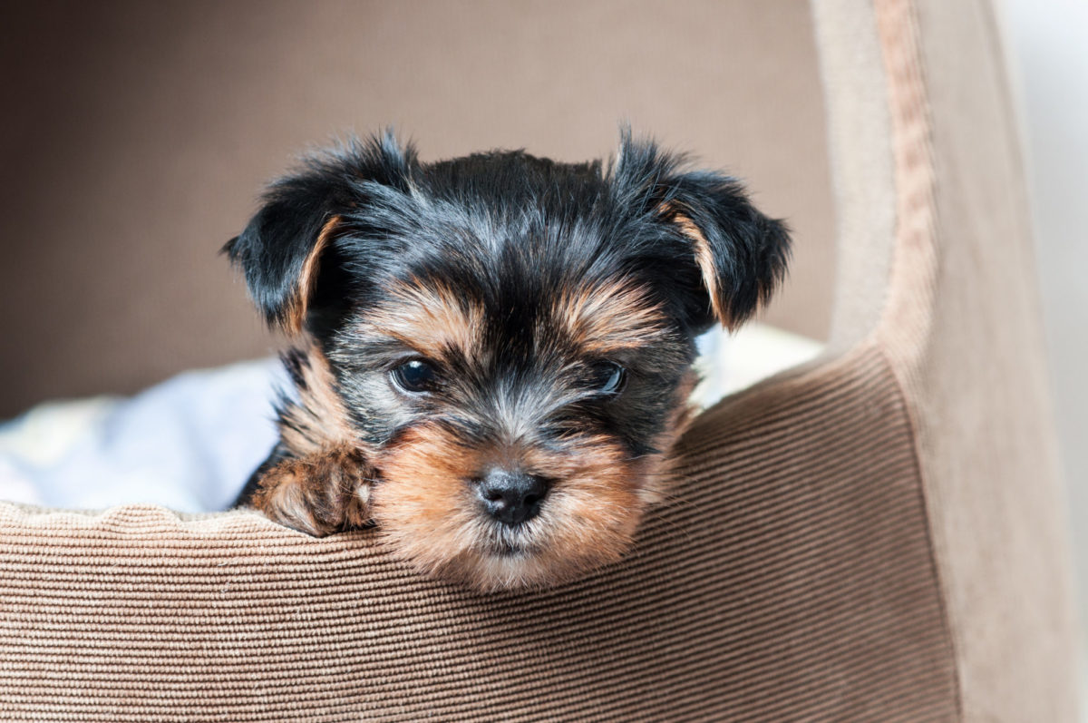 yorkie dog hypoallergenic