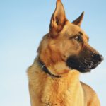 What Causes High Blood Sugar In Dogs?