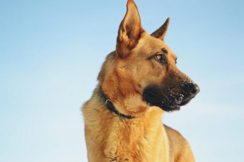 What Causes High Blood Sugar In Dogs?
