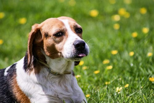 beagle temperament
