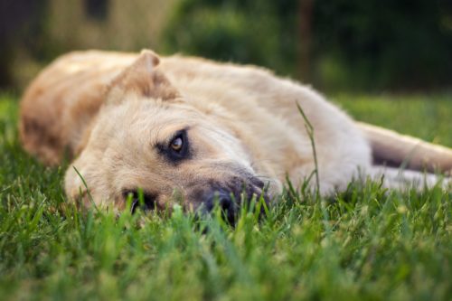 most common dog digestive problems