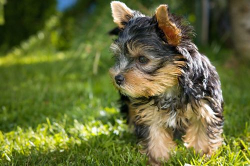 yorkshire terrier health issues