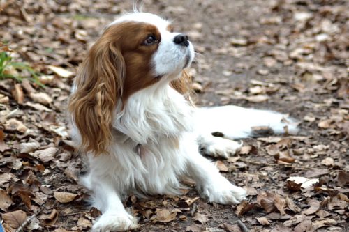 fainting in dogs: what to do