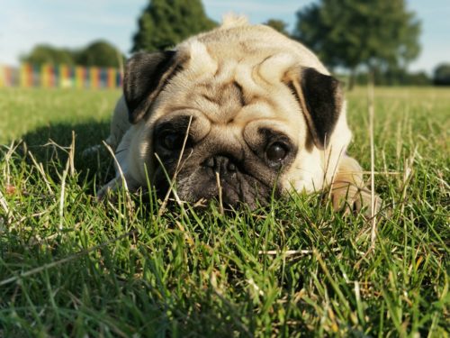 how to stop diarrhea in dogs 