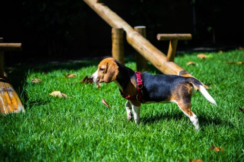 temperament of a beagle