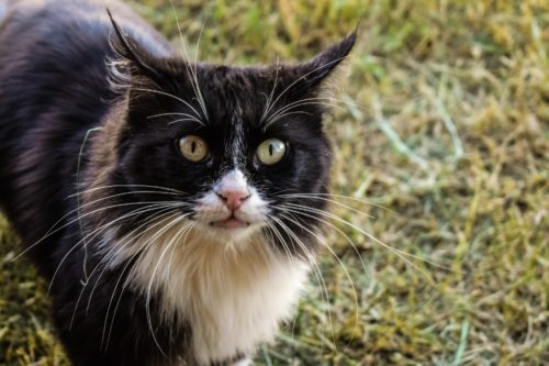 What Is Irritable Bowel Syndrome in Cats?