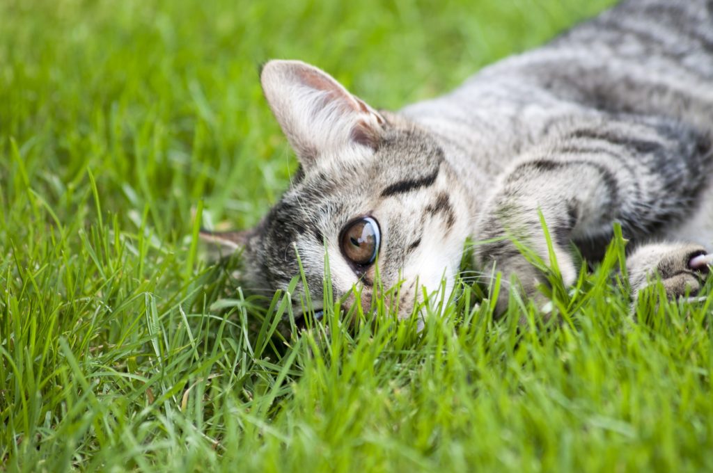food allergies in cats_canna-pet