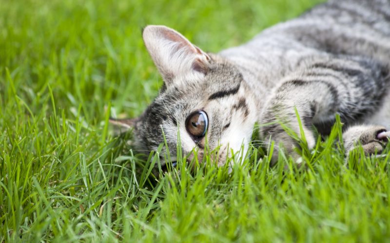 food allergies in cats_canna-pet