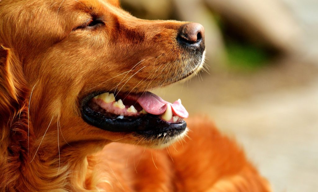 how long can gastroenteritis last in dogs