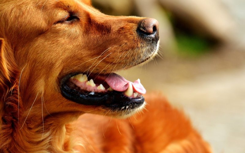 gastroenteritis in dogs_canna-pet