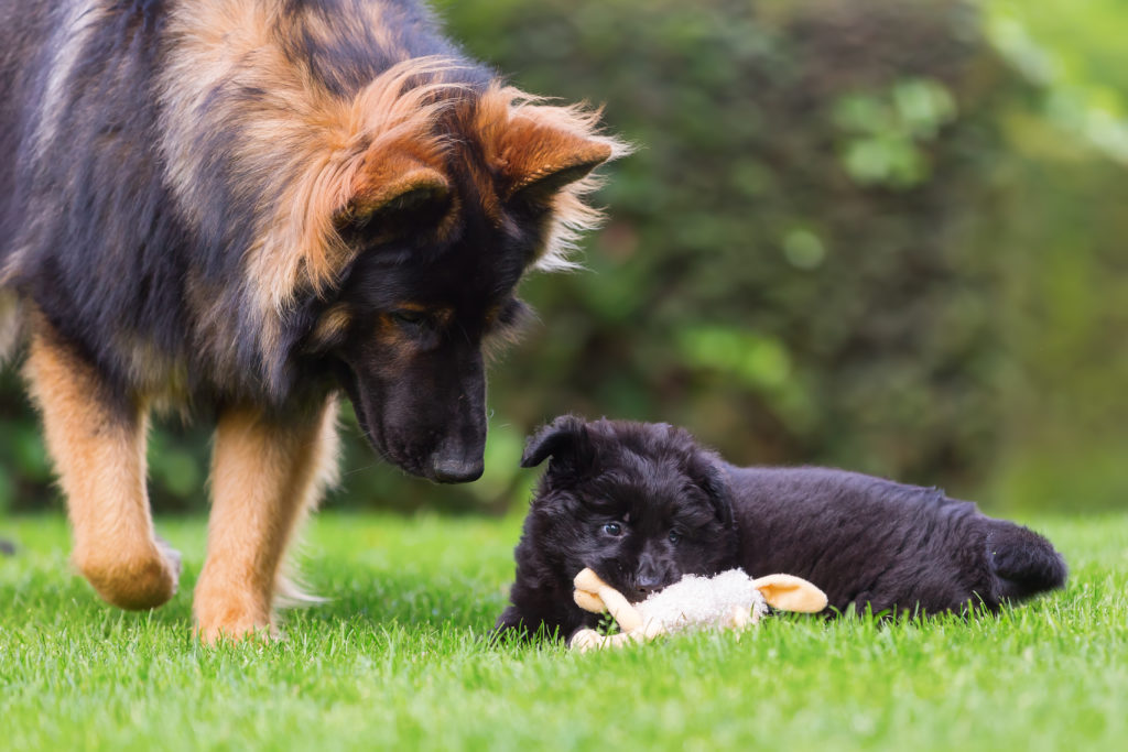 how to socialize a puppy with an older dog_canna-pet