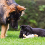 how to socialize a puppy with an older dog_canna-pet