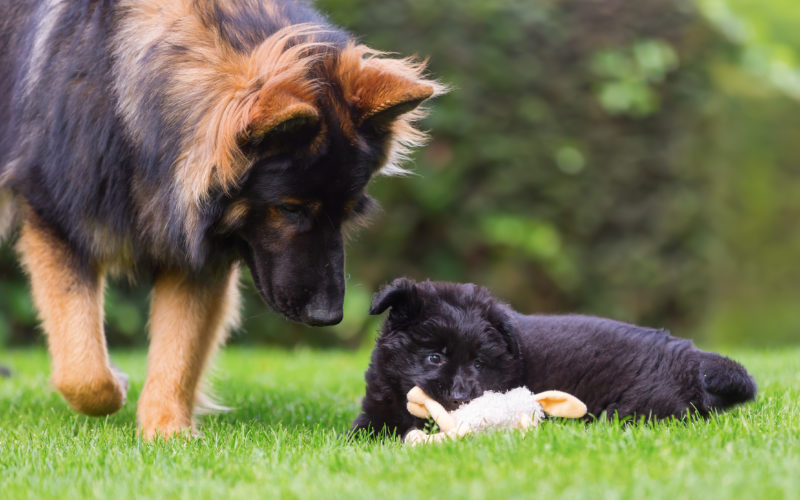 how to socialize a puppy with an older dog_canna-pet