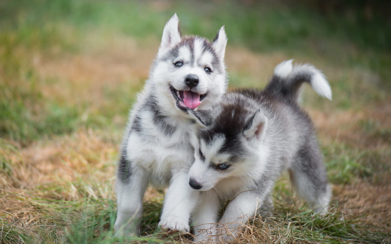 husky grooming routine tips_canna-pet