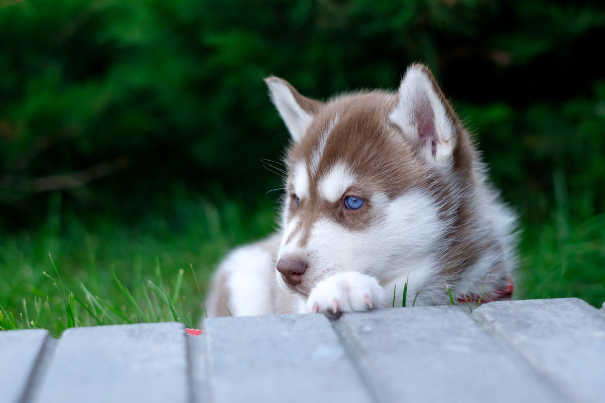 what are the different types of husky dogs