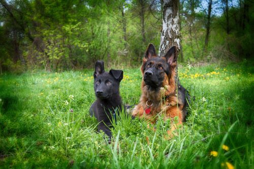 keppra for dogs side effects_canna-pet