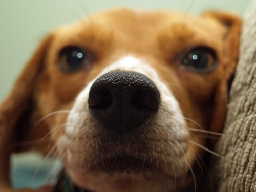 beagle personality traits