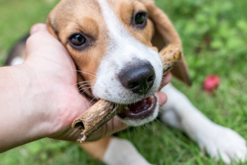 lifespan of beagles