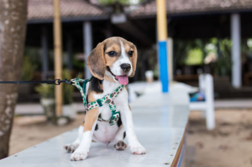 health issues of beagles