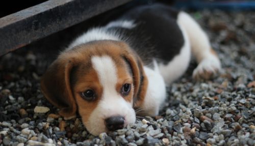 health problems of beagles