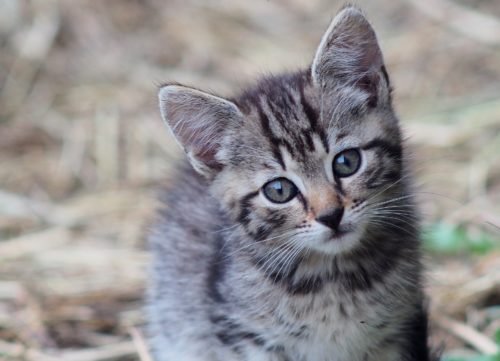 prednisolone for cats side effects_canna-pet