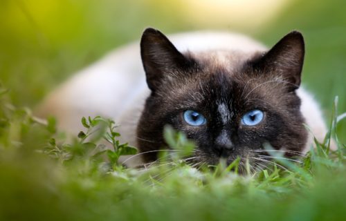 what causes cat blindness 