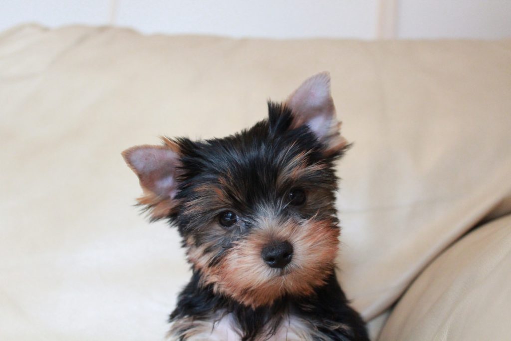 how to train a yorkie