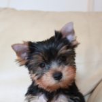 how to train a yorkie