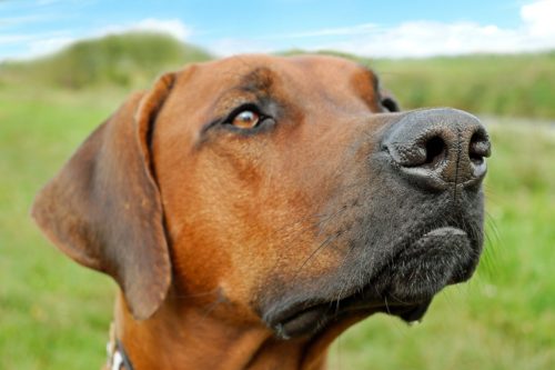 Rimadyl For Dogs: Side Effects & Alternatives | Canna-Pet