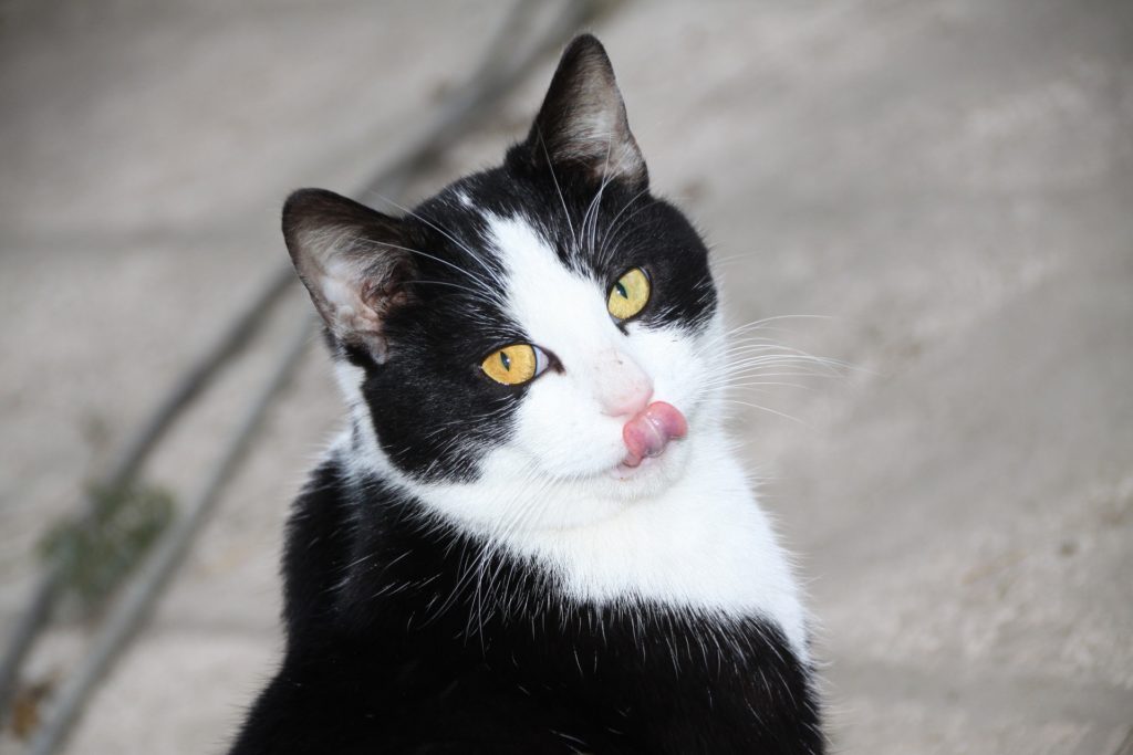 Side Effects Of Prednisolone For Cats Canna Pet 