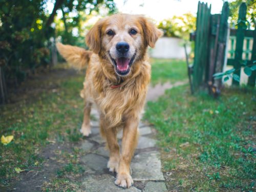 side effects of prednisolone for dogs_canna-pet