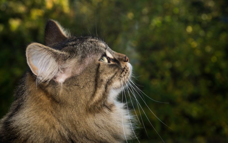 side effects of prednisone for cats_canna-pet
