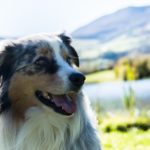 side effects of prozac for dogs_canna-pet