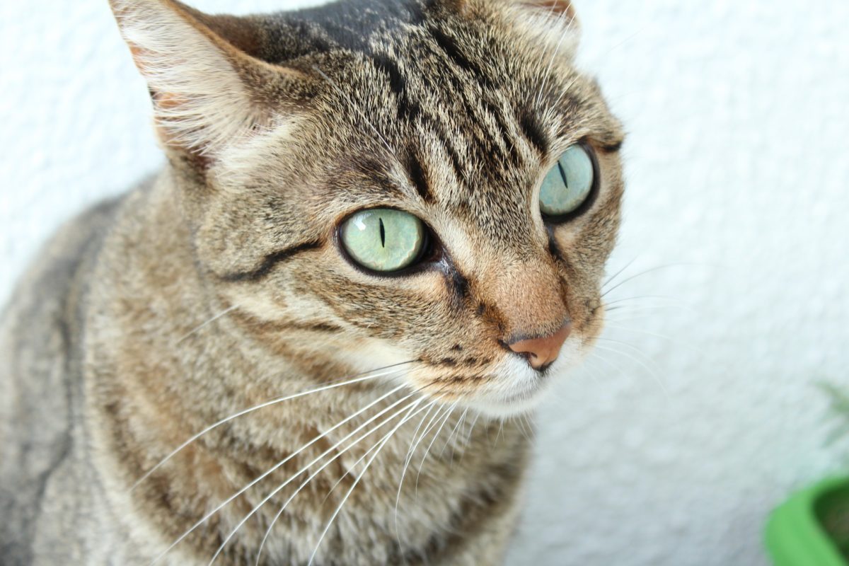 side effects of tramadol for cats_canna-pet
