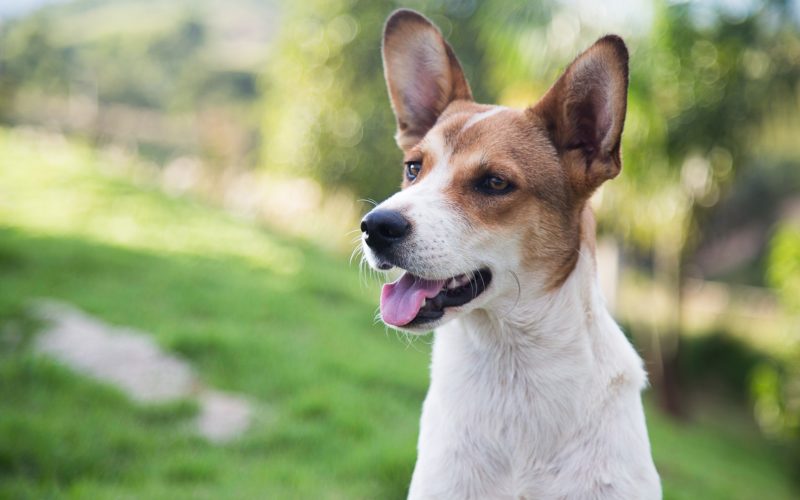 side effects of zyrtec for dogs_canna-pet