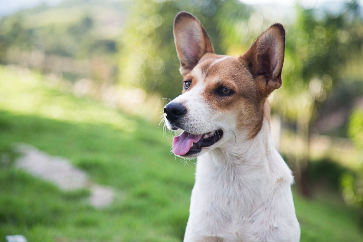 side effects of zyrtec for dogs_canna-pet