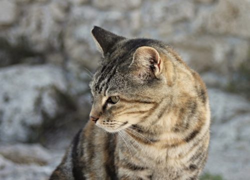 Side Effects of Tramadol for Cats CannaPet®