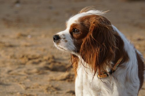 tramadol for dogs common side effects_canna-pet