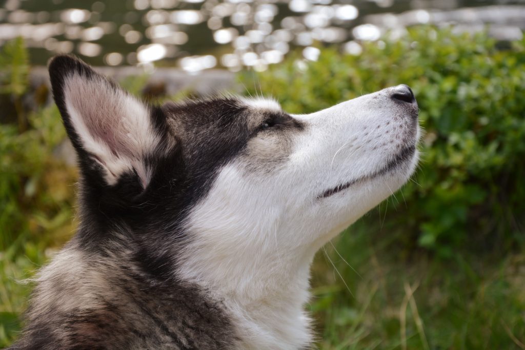 why is there blood in my dogs poop_canna-pet