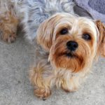 grooming a yorkie