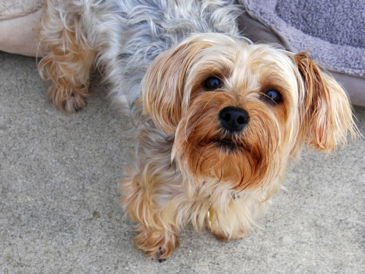 A Guide To Yorkie Grooming Hairstyles Canna Pet A Guide To Yorkie Grooming Hairstyles Canna Pet