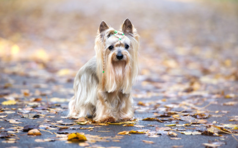 yorkie temperament and personality_canna-pet