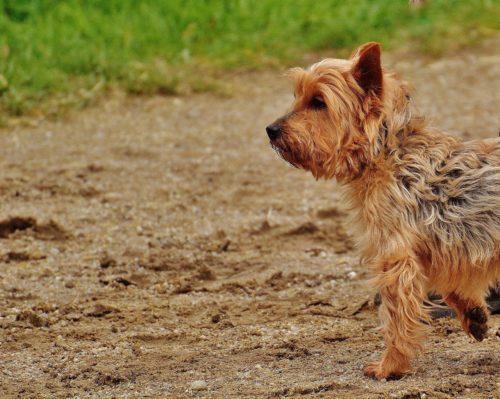how to train a yorkie puppy