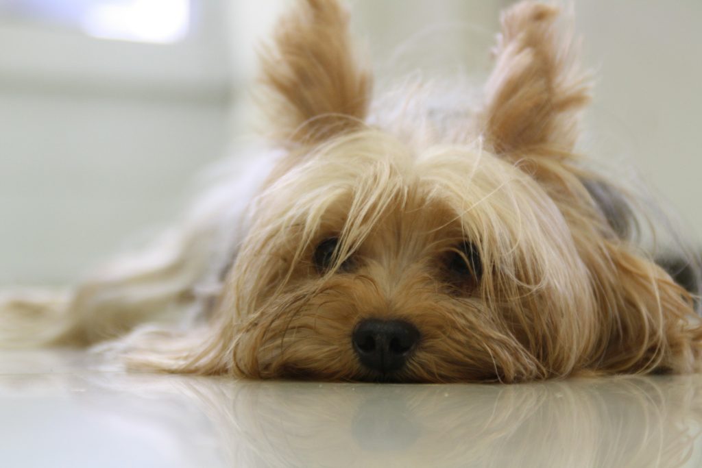 yorkie health issues