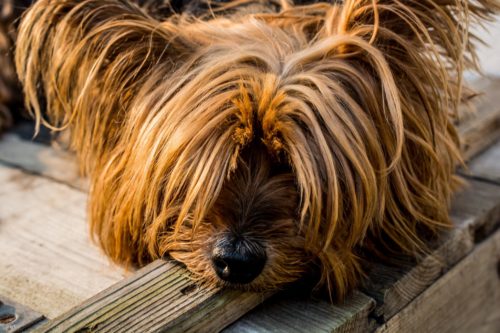 yorkshire terrier personality