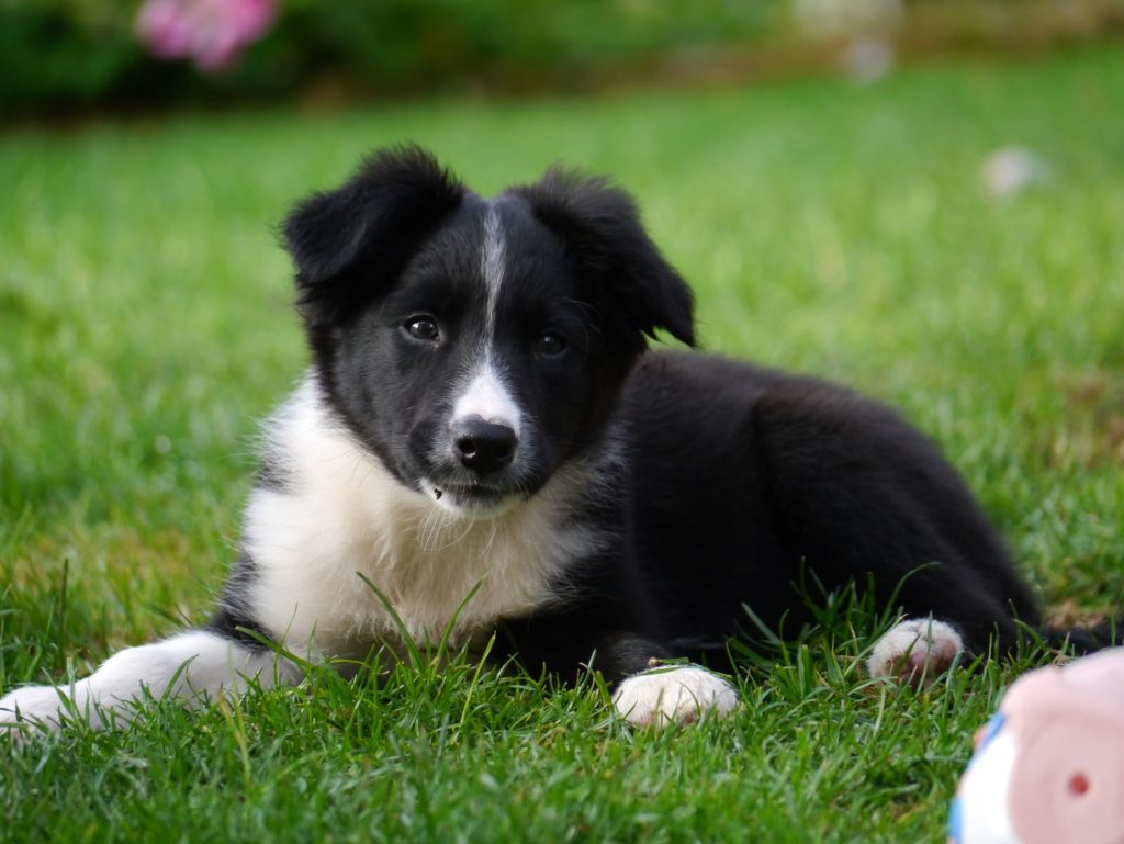 10 dog breeds prone to separation anxiety_canna-pet