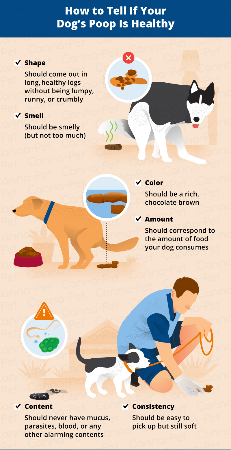 how to tell if your dogs poop is healthy_canna-pet