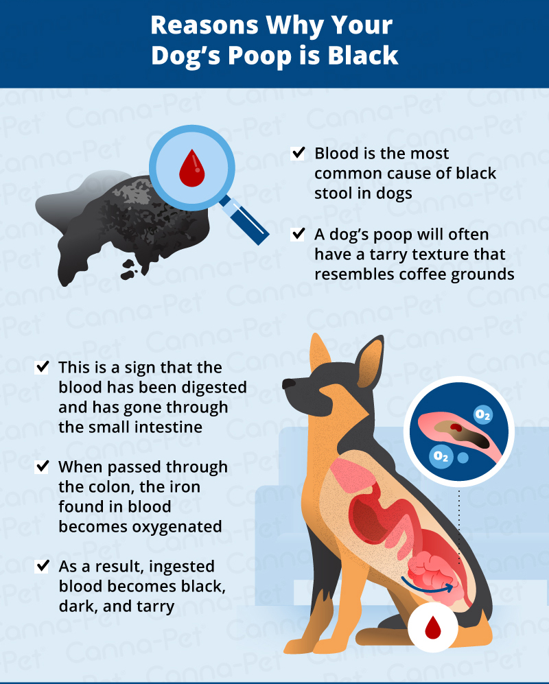 reasons why your dogs poop is black_canna-pet